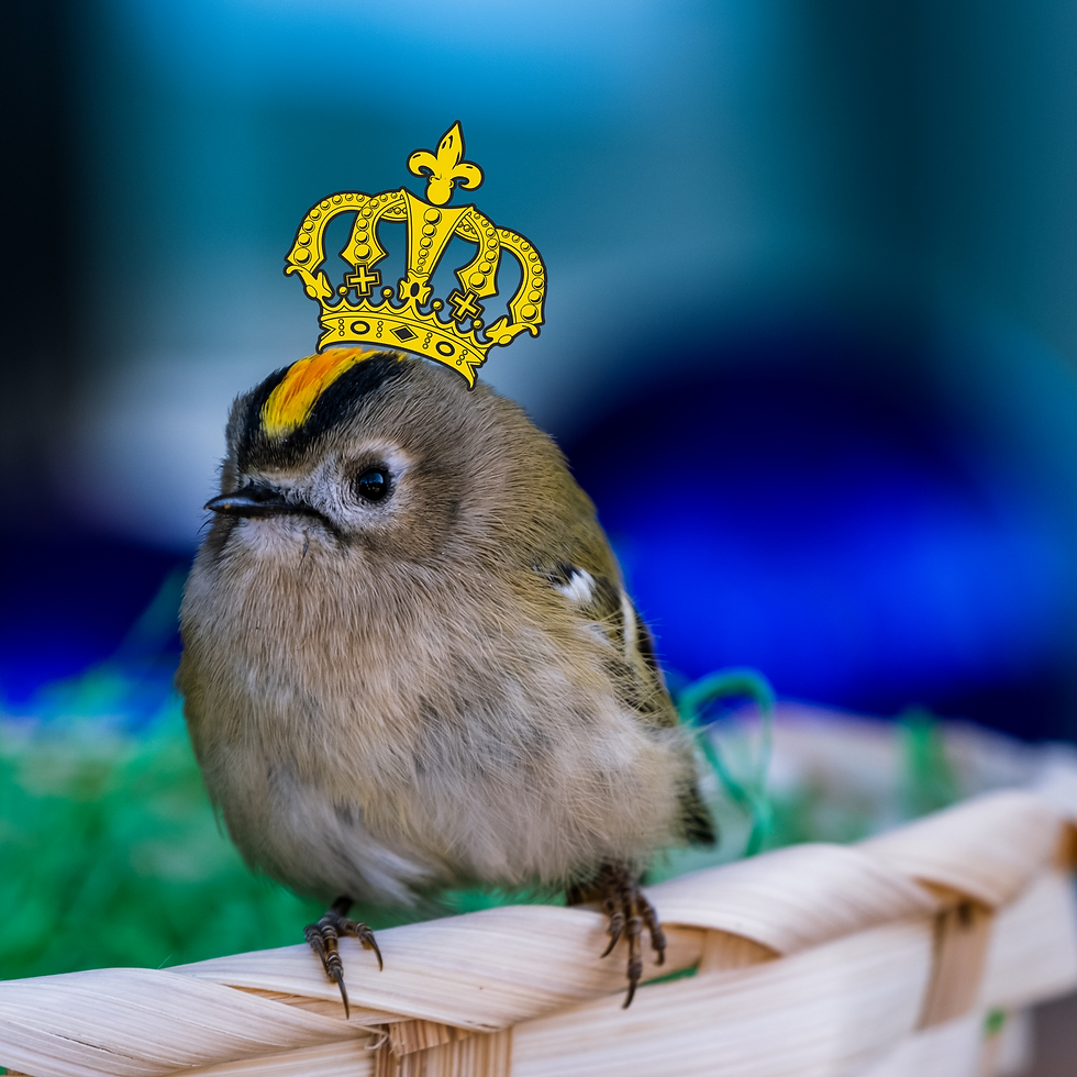The Tiny Monarch of Norwegian Birds