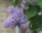 Lilac in bloom.