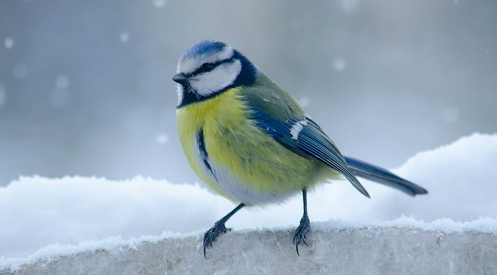 January Garden Calendar