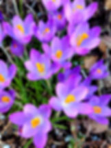 Purple and yellow flowers in nature