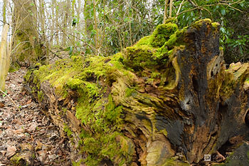 Moos overgrown fallen tree