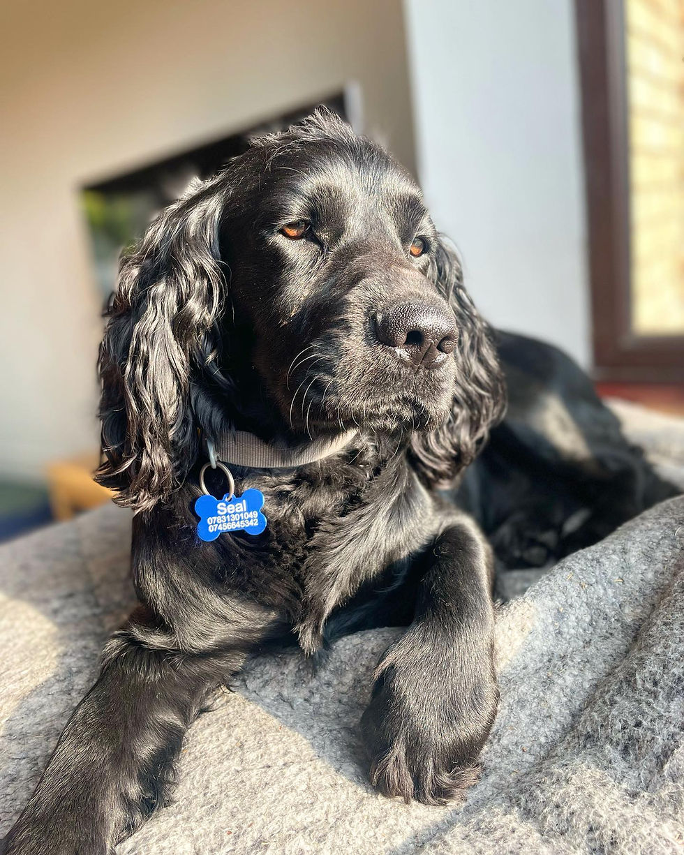 Thumbnail: Personalised Metal Pet Tag
