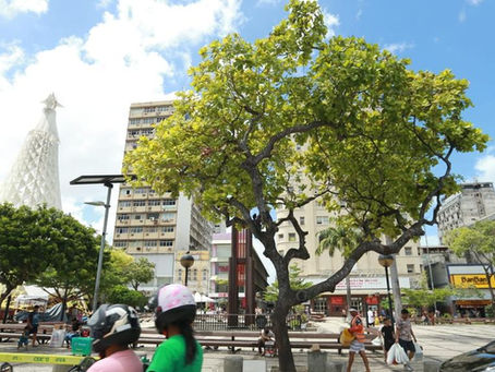 Histórias do Ceará e de Fortaleza: A história do 'Cajueiro da mentira', carnaúbas, baobá: árvores guardam a história e as transformações de Fortaleza - Ceará