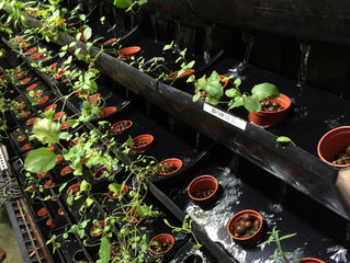 Greenology