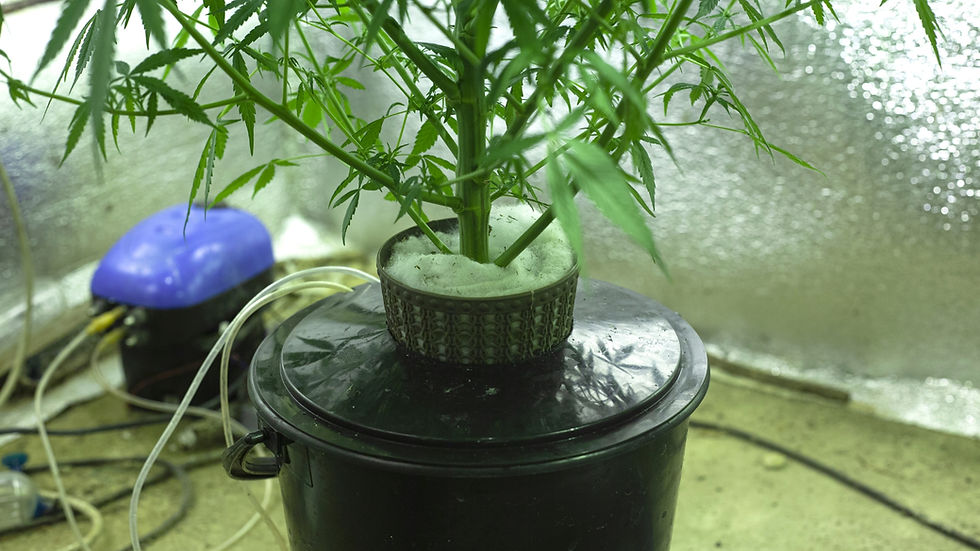 Nachhaltiger Cannabis-Anbau mit Aquaponik