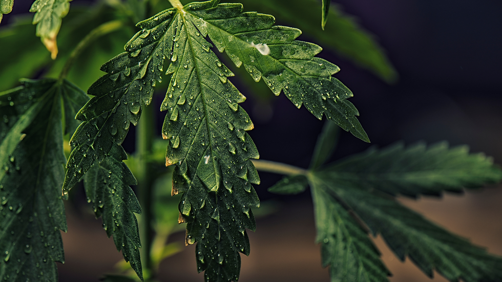 Bewässerung Cannabis Pflanze