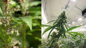 Unterschied zwischen männlichen und weiblichen Cannabispflanzen – Anfängerfreundlich erklärt