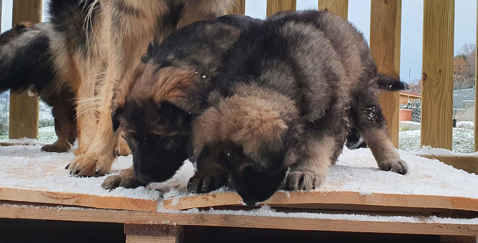 Portée Odali & Boss 2021