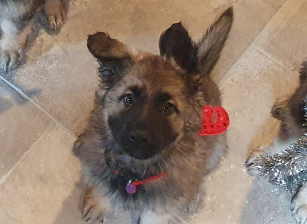 Mzlle Violette - Shelby