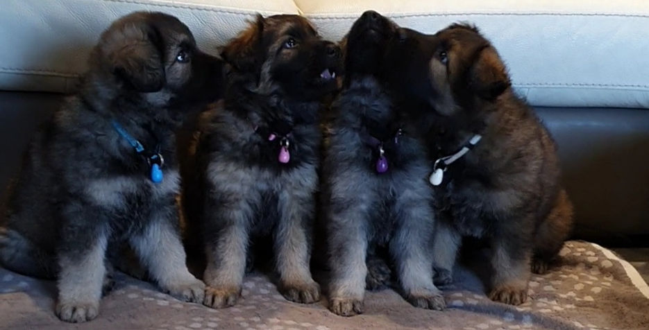 Portée Odali & Boss 2021