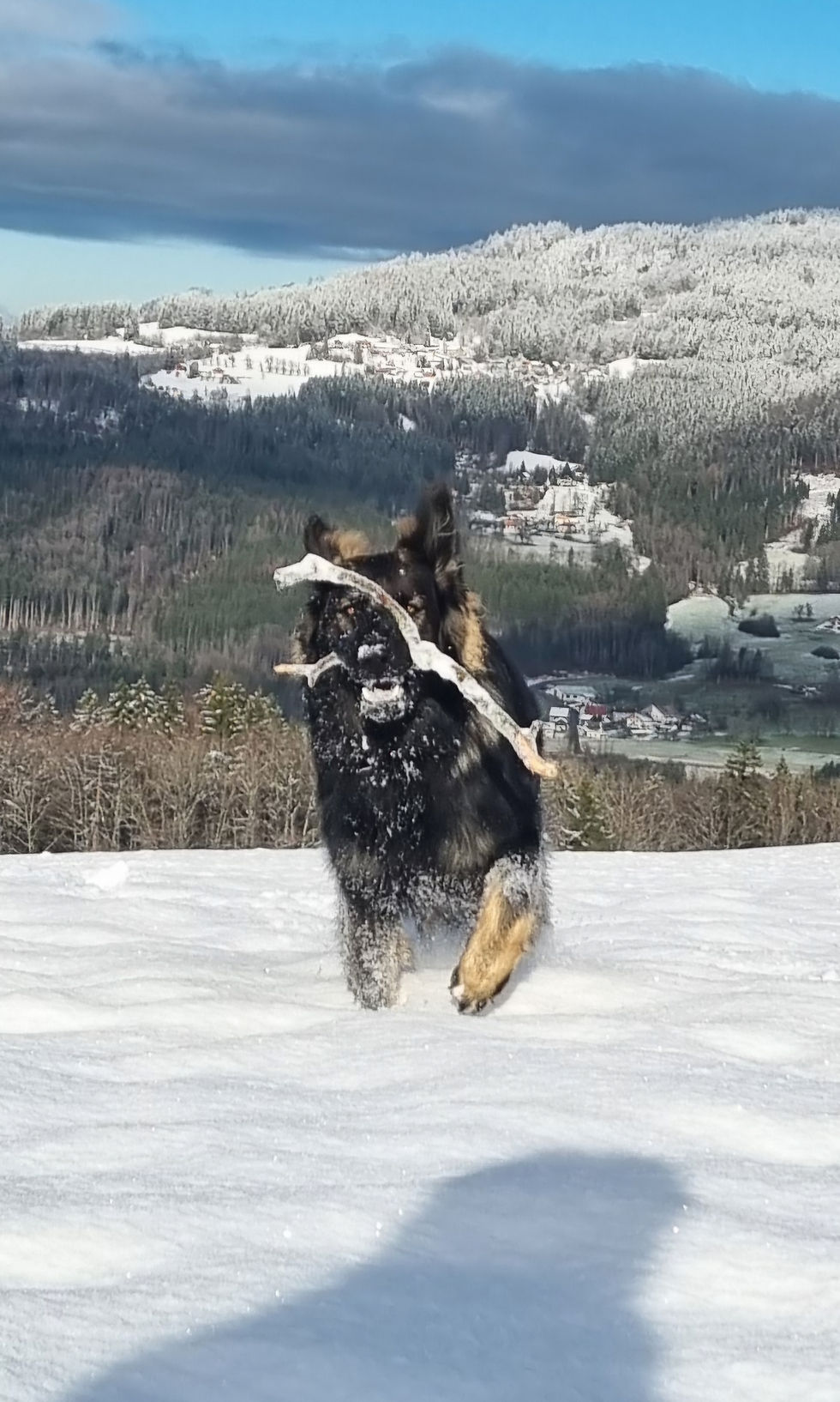Vyper L'Ombre des Loups