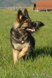 Odali - Altdeutsche Schäferhunde