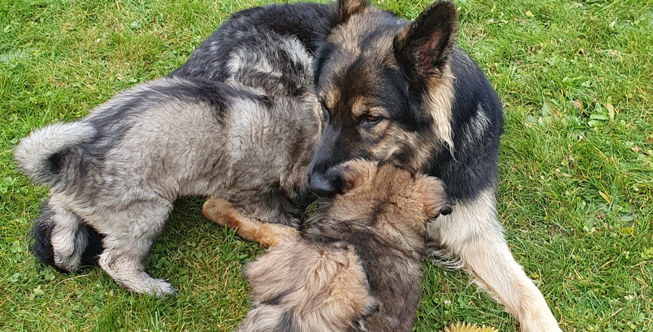 Portée Odali & Boss 2021.jpg