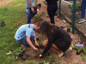 Plantio de Hortênsias no Campus UTFPR-DV