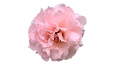 Flor Rosa.png