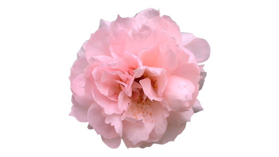 Flor Rosa.png
