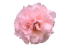 Flor Rosa - Borrosa.png