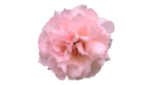 Flor Rosa - Borrosa.png