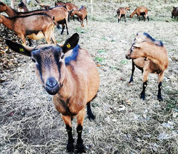 50856816_2281831532047286_39382670064819