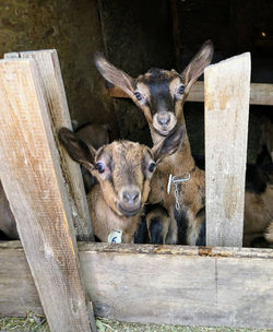 53574203_2312684698961969_86155162203738