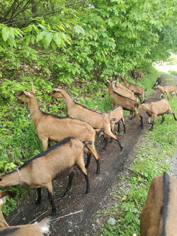 60859659_2359634637600308_22931223339901