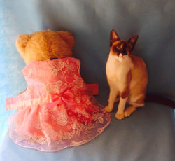 Vestido de Festa/feminino