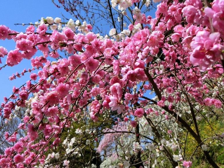 Weeping peach village festival