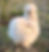 Thumbnail: NPIP - AVAILABLE MARCH 9th!- Silkie Show Chicks! (Straight Run ONLY) *VACCINATE