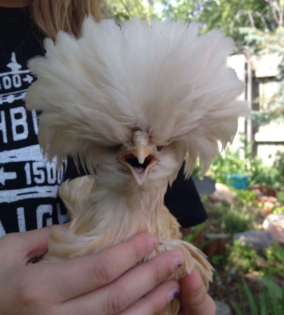 Thumbnail: NPIP - AVAILABLE! Buff Laced Polish Pullet Juniors - VACCINATED