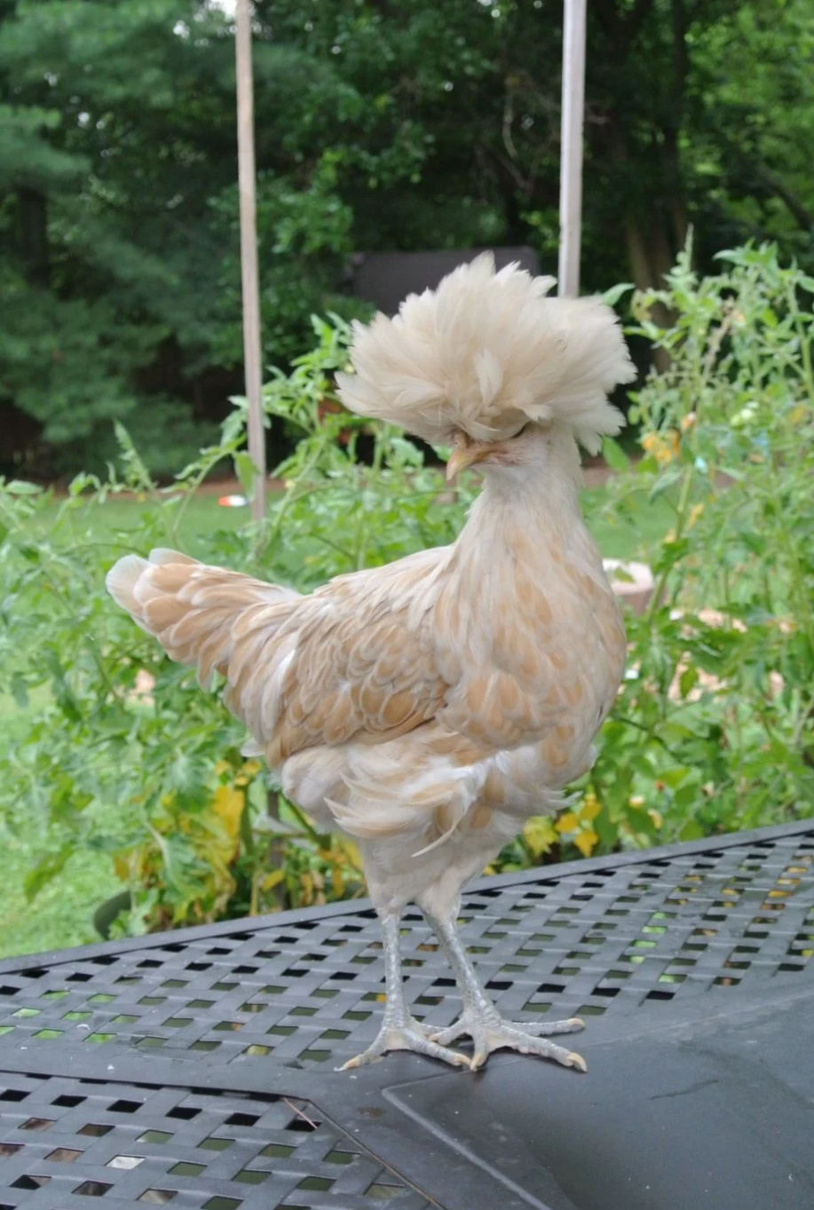 Thumbnail: NPIP - AVAILABLE! Buff Laced Polish Pullet Juniors - VACCINATED