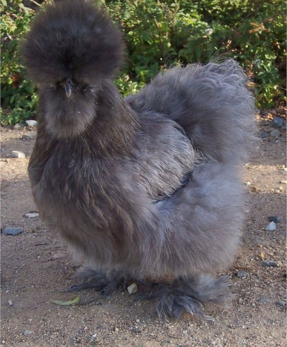 Thumbnail: NPIP- Silkie Show ADULTS (5 Months Old) - Straight Run ONLY!