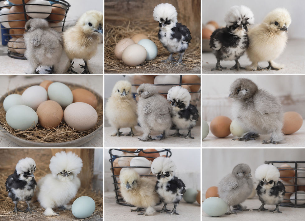 Thumbnail: One Dozen NPIP SHOW SILKIE Fertilized Hatching Eggs!