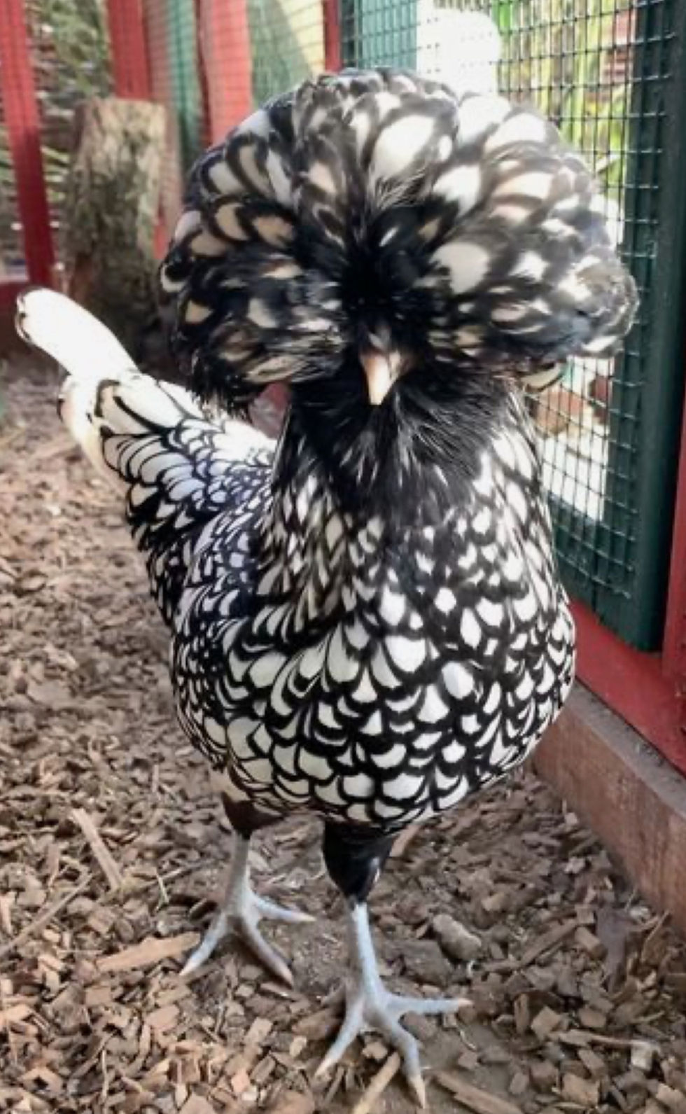 Thumbnail: NPIP-  AVAILABLE July 1st! Silver Laced Polish Pullet Chicks *VACCINATED