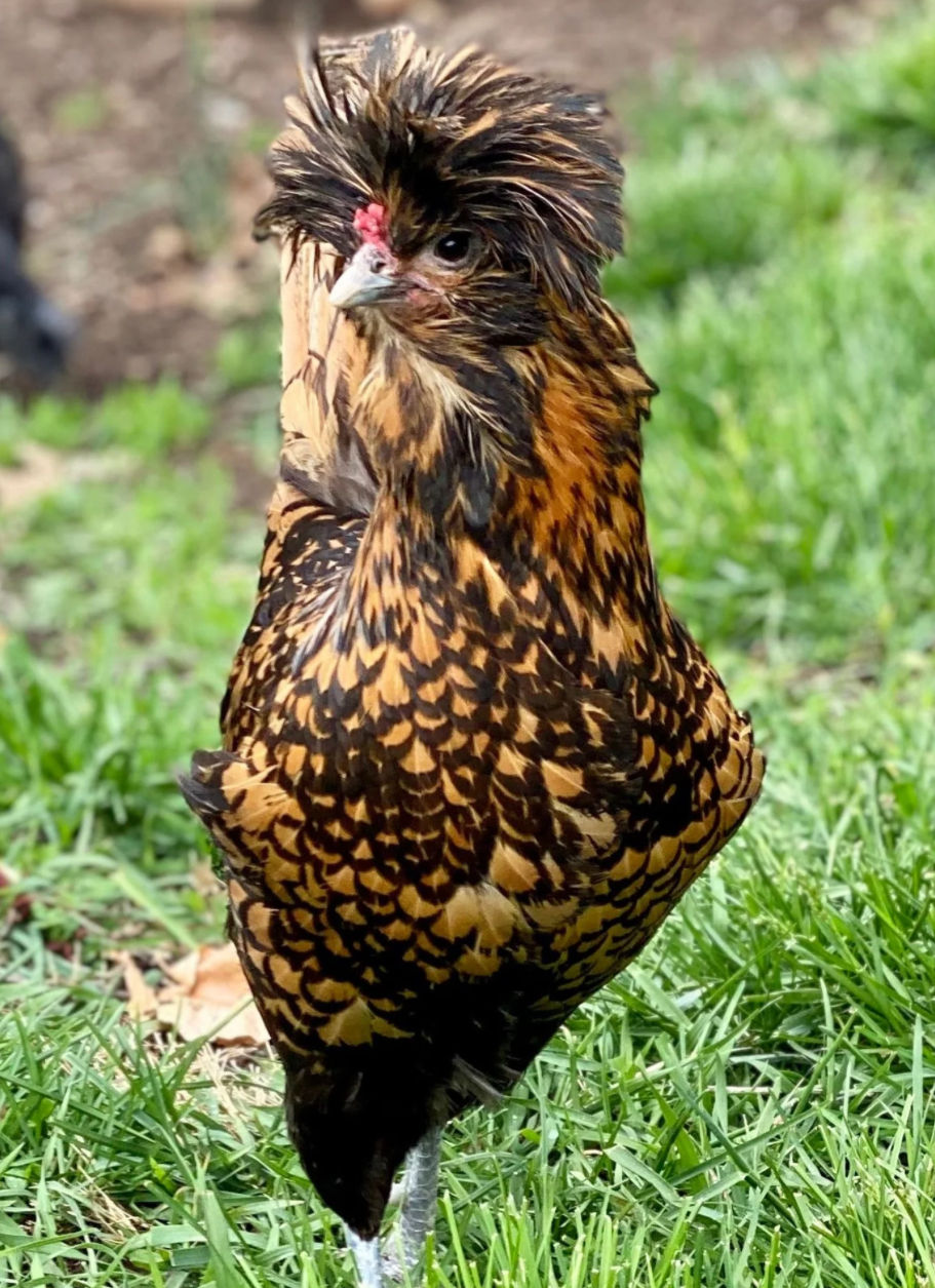 Thumbnail: NPIP - AVAILABLE MARCH 9th! Polish Golden Laced Pullet Chicks-VACCINATED