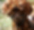 NPIP- IN STOCK! Polish Golden Laced Pullet Chicks-VACCINATED