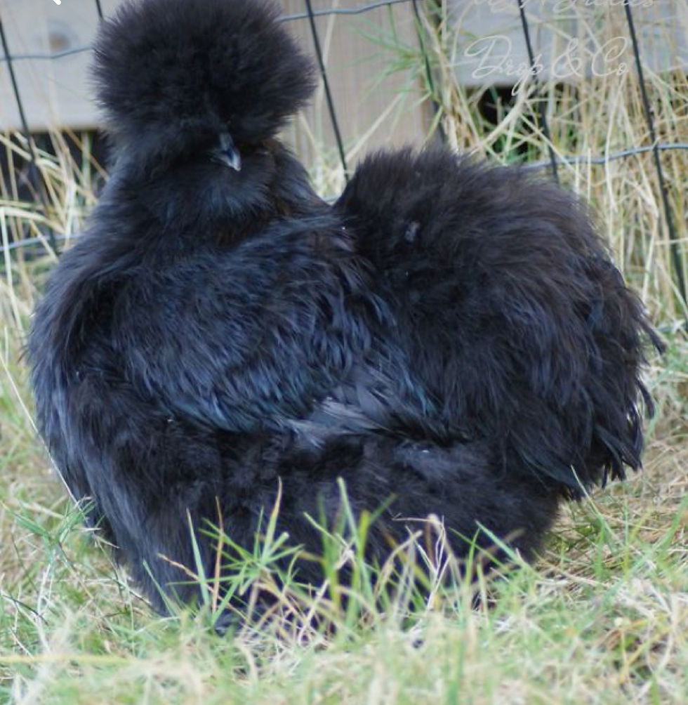 Thumbnail: NPIP- Silkie Show ADULTS (5 Months Old) - Straight Run ONLY!
