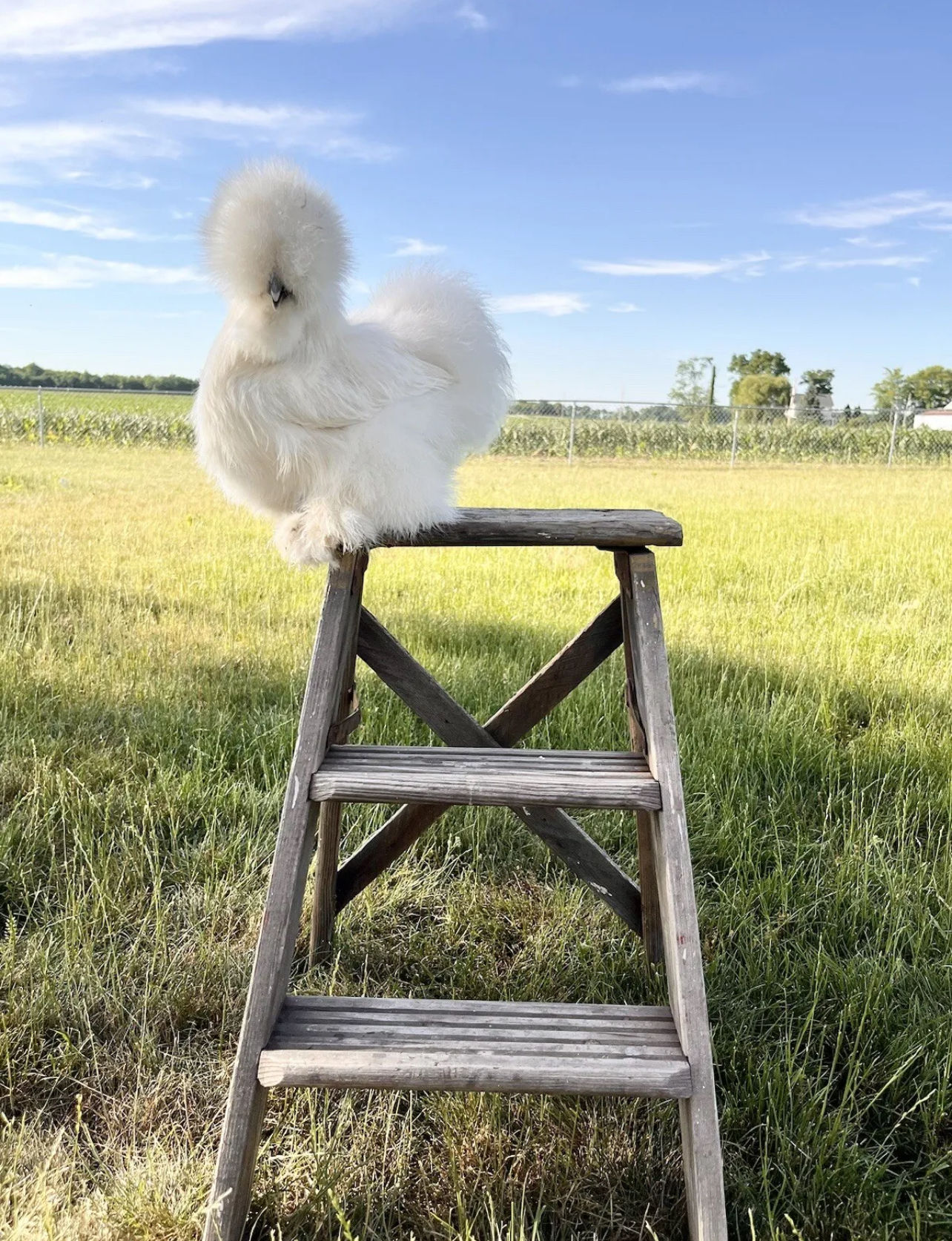 NPIP - IN STOCK!- Silkie Show Chicks! (Straight Run ONLY) *VACCINATED