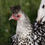 Thumbnail: NPIP-Appenzeller Spitzhauben Hens - Females! 