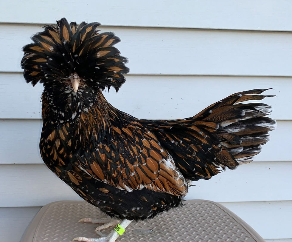 Thumbnail: NPIP - AVAILABLE MARCH 9th! Polish Golden Laced Pullet Chicks-VACCINATED
