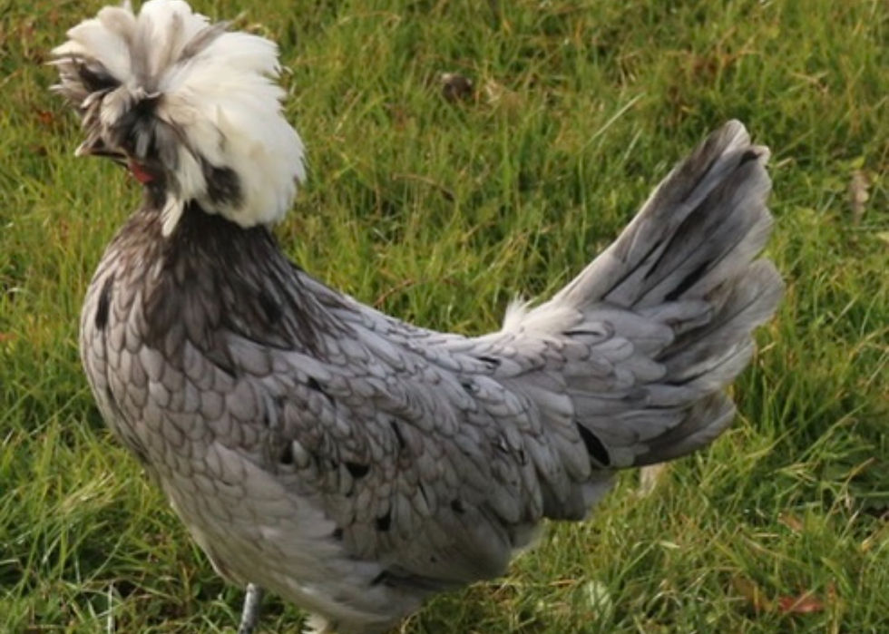 Thumbnail: NPIP - Hatchery’s Choice Polish Chicks Straight Run (1-3mo.) Jrs.  *VACCINATED