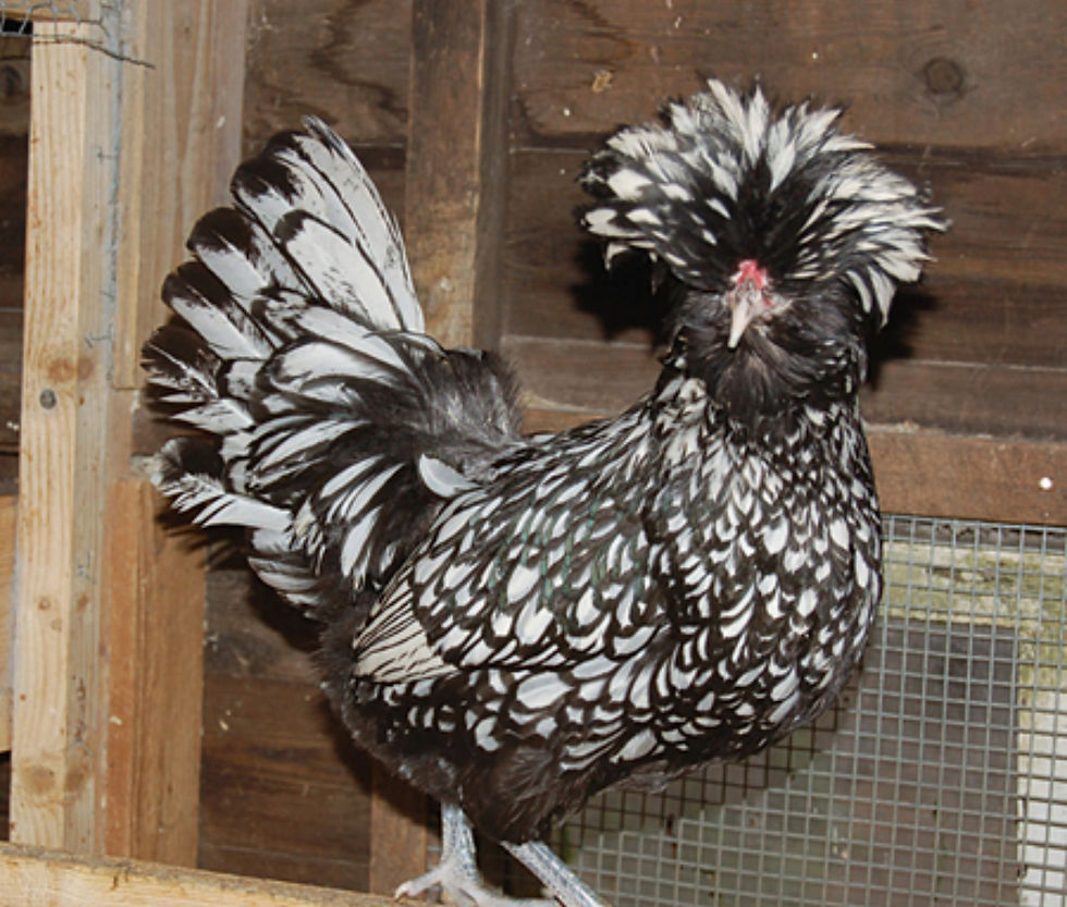 Thumbnail: NPIP-  AVAILABLE July 1st! Silver Laced Polish Pullet Chicks *VACCINATED