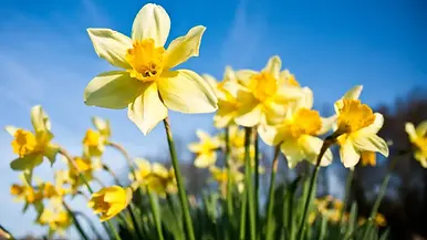 spring-flowers-with-daffodils-1.jpg.webp