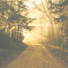 Chuckanut Mountain treed path_edited_edi
