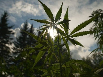 Thoughts On The Cannabis Sector