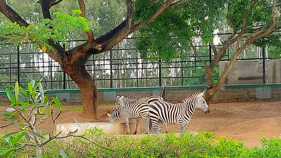 A day at Bannerghatta National Park