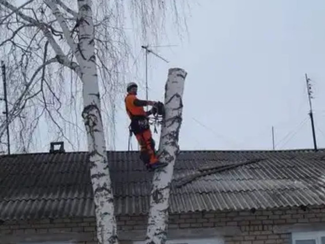 СПИЛ ДЕРЕВЬЕВ
