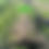 Thumbnail: Forestry mulching and land clearing 