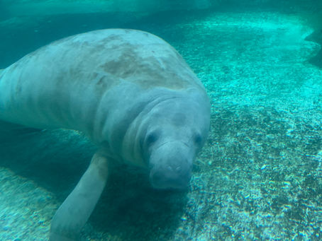 脳呼吸法11月の予定