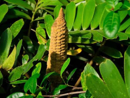 Plants evolved to “heat it up” at night, to attract insects