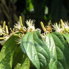 Plants may be “borrowing” genes from bacteria for their and our benefit